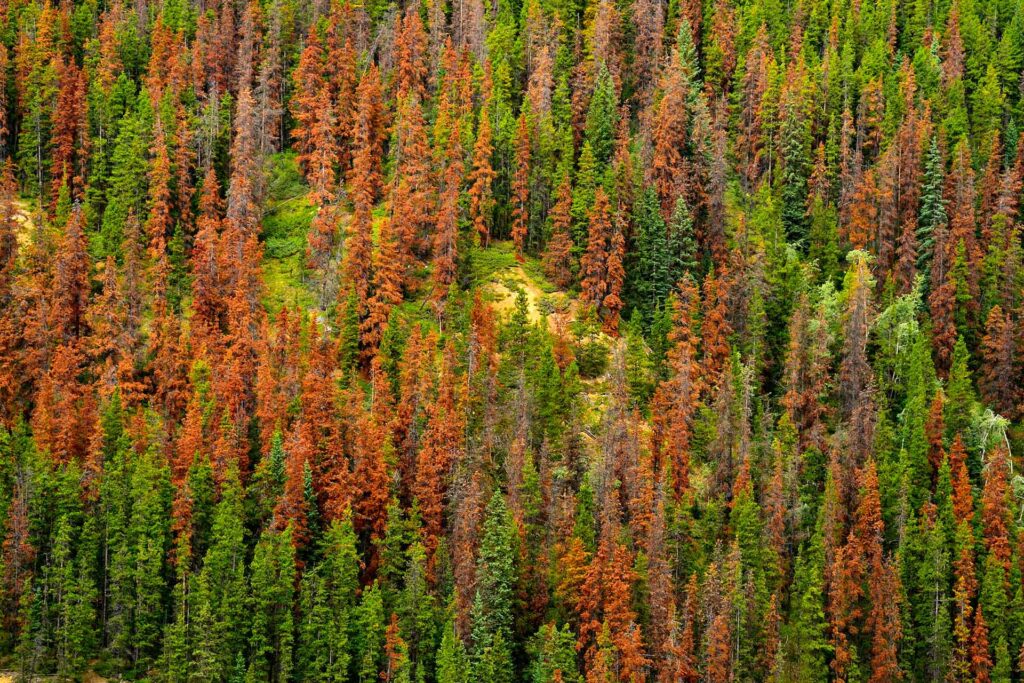 A stand of trees in the green, red and gray stages of mountain pine beetle mortality. (Alamy Stock Photo)